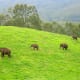 Wild Indian Elephants from Munnar