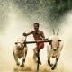 Water bull racing
