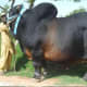 top-10-most-dangerous-exotic-animals-you-can-legally-own-in-india