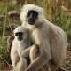 Indian Langur Monkey