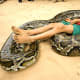 top-10-most-dangerous-exotic-animals-you-can-legally-own-in-india