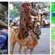 top-10-most-dangerous-exotic-animals-you-can-legally-own-in-india