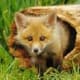 top-10-most-dangerous-exotic-animals-you-can-legally-own-in-india