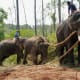 Pet Working Indian Elephants