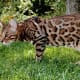 top-10-most-dangerous-exotic-animals-you-can-legally-own-in-india