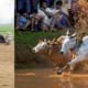Bull Racing in Indian Villages