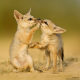 Bengal fox pups
