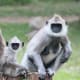 Border-crossing Indian Langur