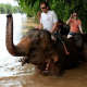 Elephants Tourism