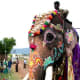 Dasara Festival Elephants, Mysore India