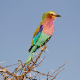 Lilac-breasted Roller