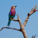 Lilac-breasted Roller