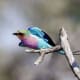 Lilac-breasted Roller