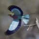 Lilac-breasted Roller in flight