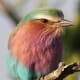 Lilac-breasted Roller