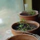 Rosemary Seedlings
