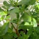 Leaves vary in size. Notice the leaves at the nodes larger than the rest of the leaves.