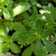 Lively green leaves are succulent and oblong to obovate in shape.