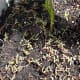 Purslane seedlings.