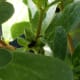 Tiny black seeds exposed as the top portion of the seed capsule cracked open.