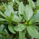 Green seed capsules.