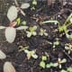 Young purslane growing with red spinach.