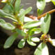Matured seeds of ulasiman with capsules tinged with red.