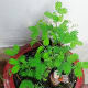 Shami (Prosopis cneraria) Tree