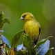 The 'Akeke'e bird is rare and found only on the only the island of Kaua’i in Hawaii. The Kaua‘i Forest Bird Recovery Project was established to facilitate the recovery of this bird and two others in Hawaii, the Puaiohi, and the Akikiki.