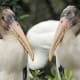 Wood storks are beady-eyed, long-legged wading birds found primarily in Florida. The National Audubon Society calls this bird “the barometer of the Everglades.”