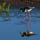 The endangered Hawaiian stilt, which has very long pink legs and a black beak. This stilt is a very slender wading bird found only in Hawaii.