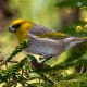 The critically endangered palila bird is a small songbird in the forests of Hawaii. Today, they are found in a very small percentage of their historic range, primarily due to the loss of native dryland forest habitat.