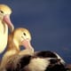 The short-tailed albatross is the largest of three albatross species found in the North Pacific Ocean. They are distinguished mainly by their large, bubblegum-pink bill that has a bluish-colored tip.