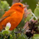 This is the endangered Hawaiian akepa bird. It's habitat has been drastically reduced by a virulent disease that has destroyed several thousands of acres of the Ohi'a trees, upon which they depend for survival.