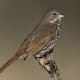 The Inyo California towhee are only found in California and very small regions of Nevada. At this point, they are only threatened, but let's make sure they don't get on the endangered list.