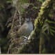 This is the small Kauai thrush bird, also knowns as Puaiohi. It is is drastic decline on the island of Kauai in Hawaii where it is a native bird.