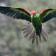 A thick-billed parrot in flight. This stunning bird has been on the endangered list since 1970 and are found in Arizona and Mexico.
