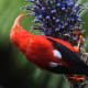 The I'iwi bird has a long, downward-curving bill which is perfect for sipping nectar from tubular flowers. Climate change and diseases such as malaria have caused this beautiful bird's numbers to decrease over the years.