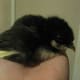 This is Cali. She's also a little runt. Even though their accident changed Mira, Cali has stayed just the same. She still keeps to herself. Her chirps are still so quiet, I barely notice them. The only difference in her is that now she has a best fri