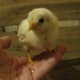 Have you ever met a chick named Earbud? Well, now you have! Earbud is one of our largest chicks. He's also the most observant. If you talk to him in a soft voice, he tilts his head like he's straining to hear what you're saying.