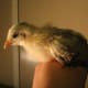 This little rascal is named Korma. He's stubborn and tries to be the leader.