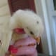 This is Dottie. She was the first chick I ever held.