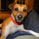 A lounging terrier on my lap... but ready to play... if I should want...