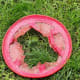 Rat Terrier 2,199 : Frisbee 0