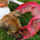 "I will kill this frisbee... I will kill it and bring it back to you."