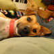 Devotion... to pack... and to play... all in the day of a Rat Terrier.