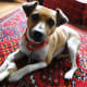 The face of a Rat Terrier? Fine boned, sleek, expressive. Not all Ratties have standing ears.