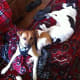 Harnessing the Rat Terrier while the Jack Russell Dachshund mix relaxes.