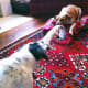 Tug of war Jack Russell vs. Rat Terrier - both joined our pack from the Shelter.