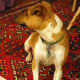 Pretty pose of a Rattie in Profile